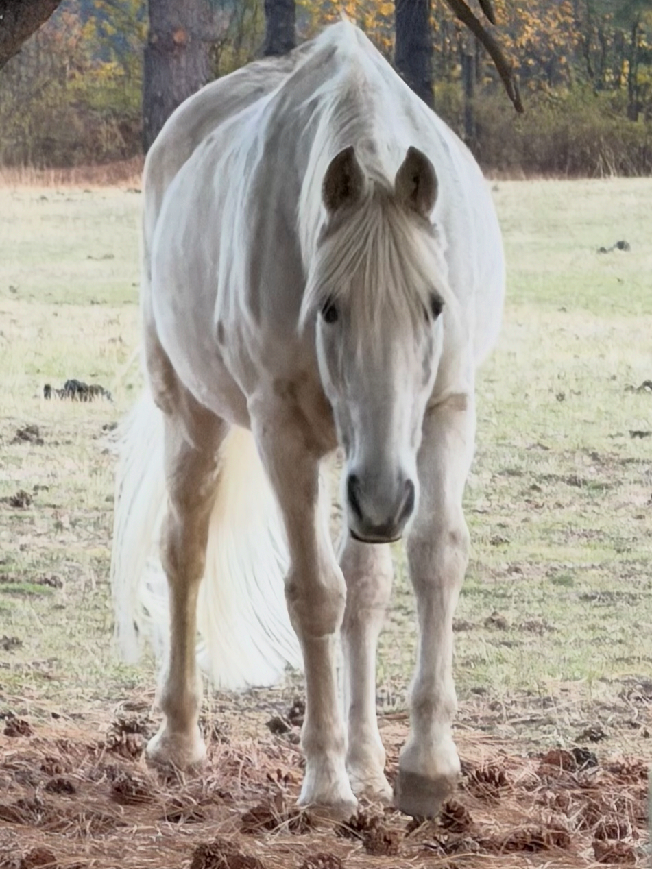 Julia Pond with horse