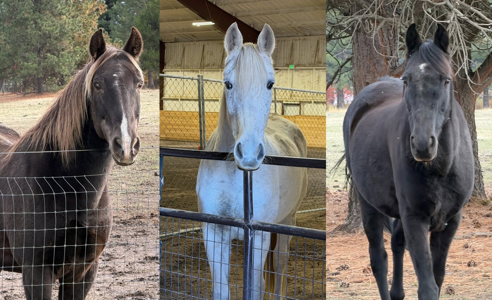Three horses at the fence